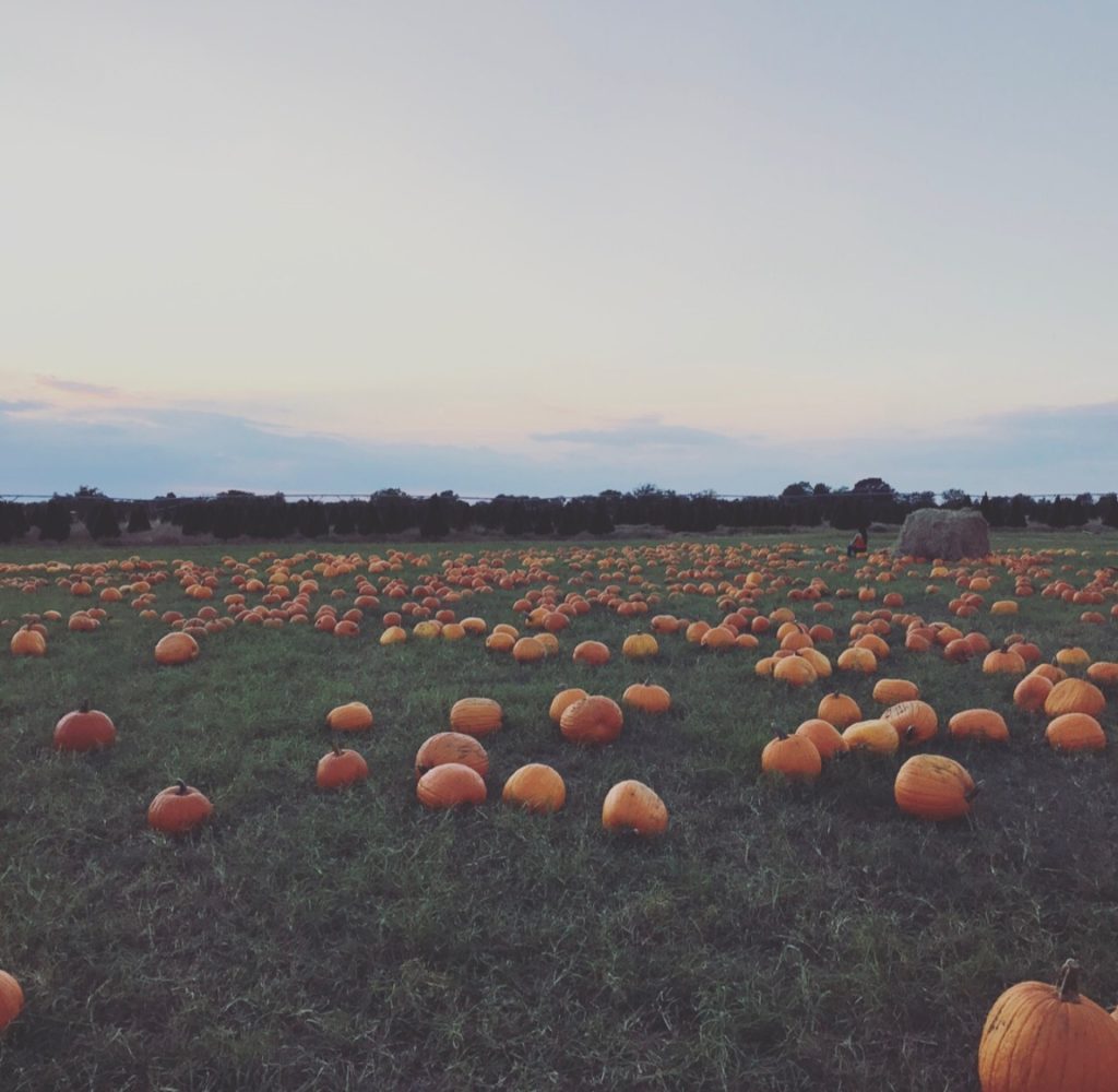 Pumpkin Patch Dewberry Farm Field